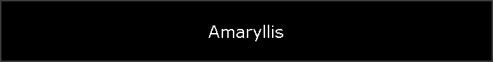 Amaryllis